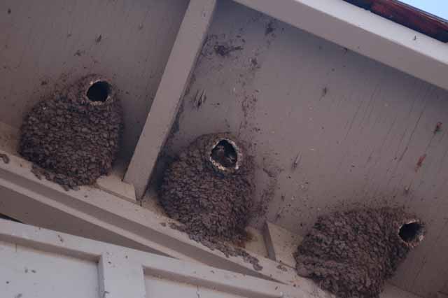 swallows nest at Natural Bridge Marina